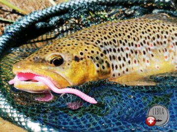 Masters Libra Lures 2024