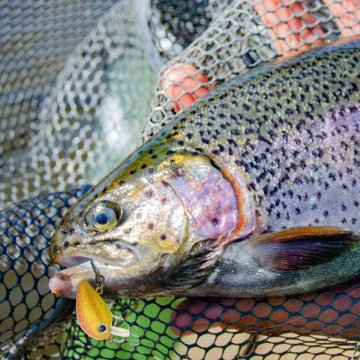 Troutlook Trout Crank