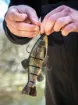 Fox Rage Super Natural Tench