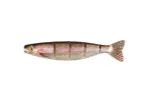 Super Natural Rainbow Trout