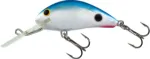Red Tail Shiner