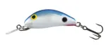 Red Tail Shiner