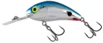 Red Tail Shiner