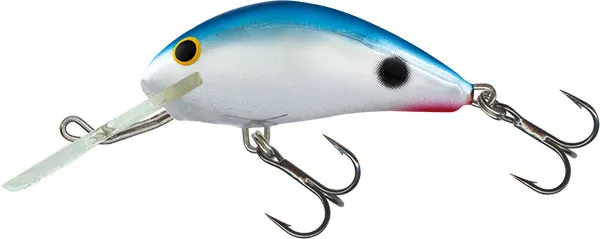 Red Tail Shiner