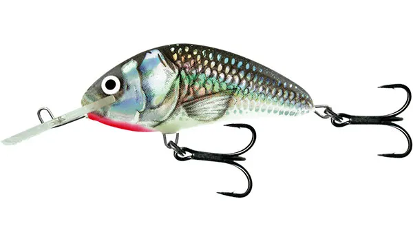 Holographic Grey Shiner