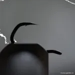 4 Micro Barbed