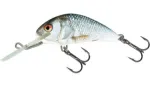 Real Dace