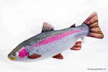The Rainbow Trout