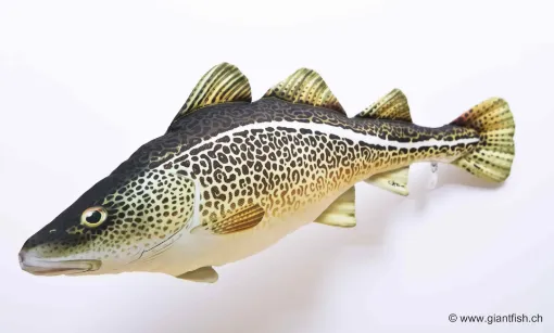 The Atlantic Cod