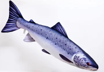 The Atlantic Salmon