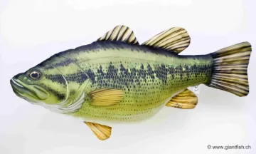 The Largemouth Bass