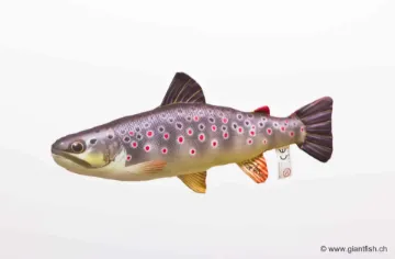 The Brown Trout