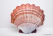 The Scallop orange