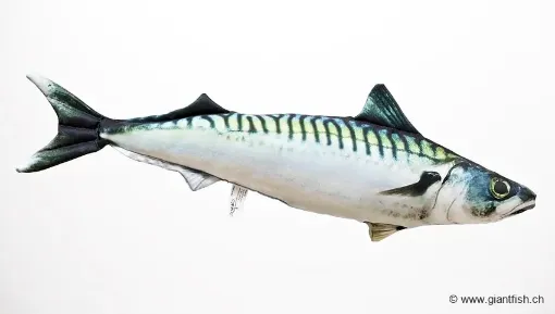 The Atlantic Mackerel