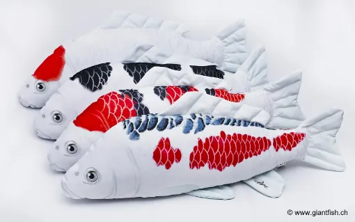 The Koi Carp