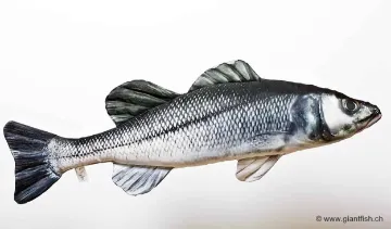 The European Sea Bass
