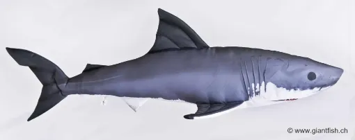 The Monster Great White Shark