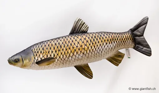 The Grass Carp