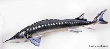 The Monster European Sturgeon