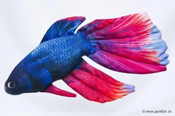 The Siamese Fighting Fish