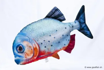 The Red- bellied Piranha