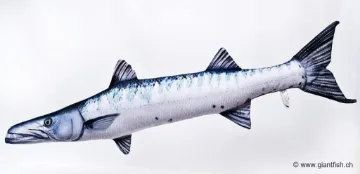 The Barracuda