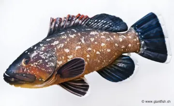 The Dusky grouper