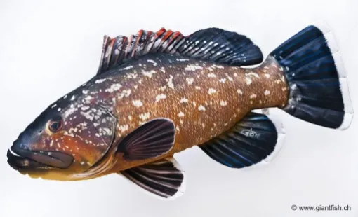 The Dusky grouper