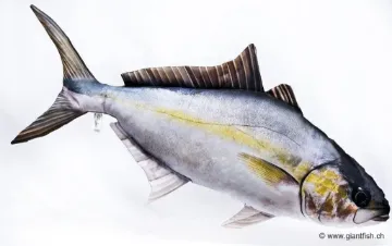 The Amberjack