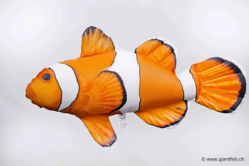 The Ocellaris Clownfish