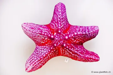 The Starfish