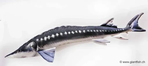 The European Sturgeon