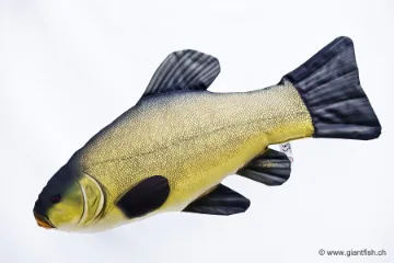 The Tench