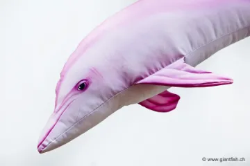 The Bottlenose Dolphin - pink