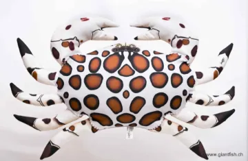 The Calico Crab