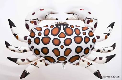 The Calico Crab
