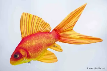 The Gold Fish