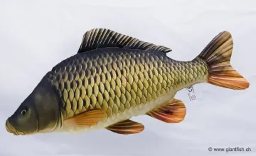 The Common Carp