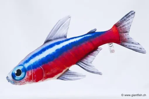 The Neon Tetra