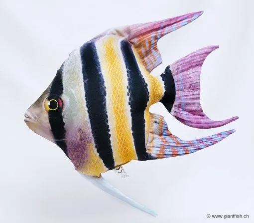 The Freshwater Angelfish