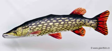 The Monster Pike