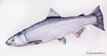 The Chinook salmon