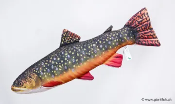 The Brook Trout