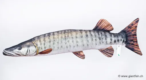 The Muskellunge