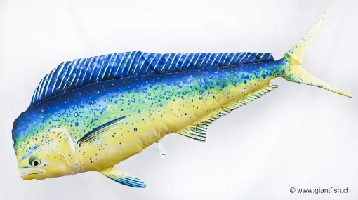 The Mahi Mahi