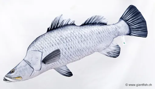 The Barramundi