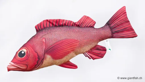 The Atlantic Redfish