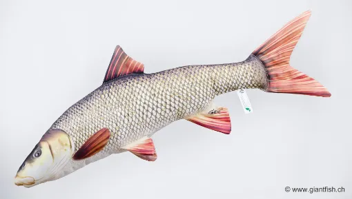 The Barbel