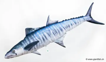 The Mackerel Spanish