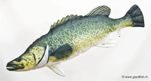 The Murray Cod